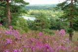 Frensham Great Pond Frensham Great Pond