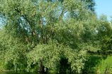 Barcombe Mills, Ouse Barcombe Mills, Ouse