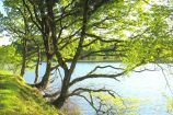 Llyn Dinas Llyn Dinas
