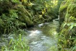 Long Pool, Watersmeet