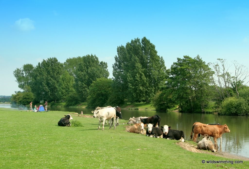 Port Meadow, Thames