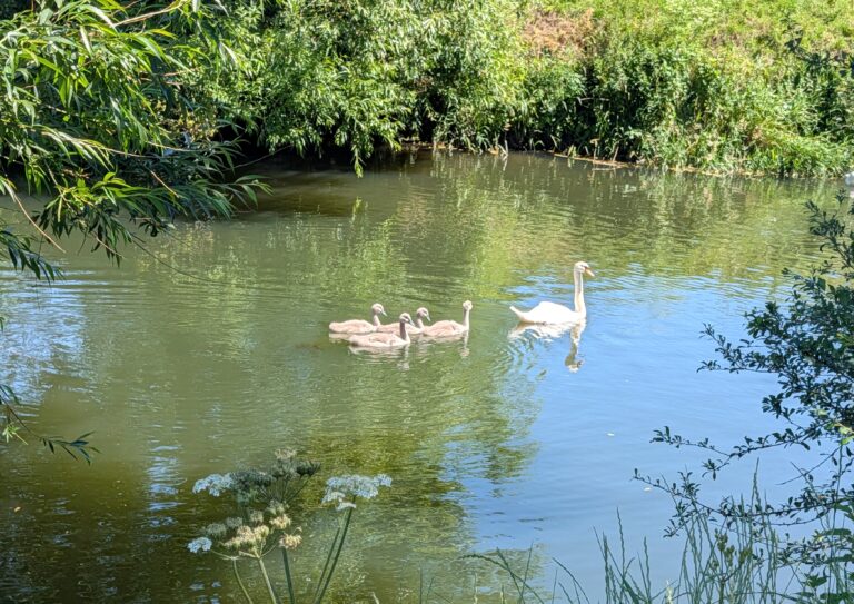 swans and cygnets swimming